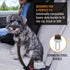 Active Pets Dog Car Seat Belt Harness, Safety Travel Restraint System for Small to Large Dogs, Crash Tested, Orange 1pk.