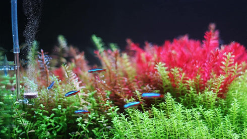 TWINSTAR CO2 Diffuser for Freshwater Aquariums up to 120 gallons, Ultra Clear Acrylic, Extremely Fine Pearls
