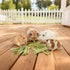 Jwizyotr 30PCS Chinchilla Rabbit Chew Sticks Guinea Pig Chew Toys Bunny Treats Natural Papaya Stems for Hamster Guinea