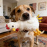 Squeaky Stuffed Dog Toys Fat Plush Chicken Chew Toy, Cute & Funny Interactive Puppy Toy for Small, Medium & Large