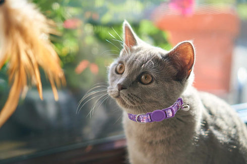 Breakaway Cat Collar with Bell, 2 Pack Adjustable Floral Collars for Cute Safety Purple Pink Kitty