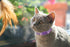 Breakaway Cat Collar with Bell, 2 Pack Adjustable Floral Collars for Cute Safety Purple Pink Kitty