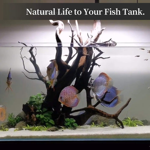 majoywoo Natural Large Driftwood for Aquarium Decor, 12.5-18" Reptile Decor, 2 Pcs