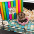 3 Pcs Hamster Food Bowl, Cute Shape Dish for Hamster, Rat, Mice, and Other Small Animals (Pink, Green, Blue)