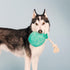 Fringe Studio Plush Dog Toy, I Pawty, You Pawty, Pet Shop Collection (314210)