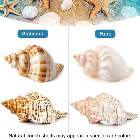 5PCS Extra Large Hermit Crab Shells, Natural Sea Conch Size 3" - 4.7", Turbo Seashells for Hermit Crab Supplies and