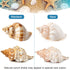 5PCS Extra Large Hermit Crab Shells, Natural Sea Conch Size 3" - 4.7", Turbo Seashells for Hermit Crab Supplies and