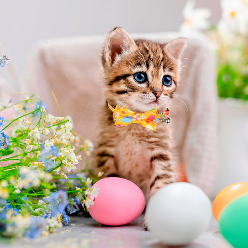 ADOGGYGO 2 Pack Cat Collar with Bow Tie Bell, Breakaway Kitten Collar with Removable Bowtie Carrot Pattern