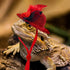 6 Pieces Chicken Hats for Hens, Costumes for Chickens and Small Animals, Tiny Hats and Doll Accessories