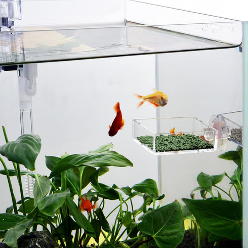 Shrimp Feeding Dish Square Fish Tank Feeding Bowl Clear Acrylic Aquarium Feeder Bowl with Suction Cup