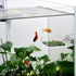 Shrimp Feeding Dish Square Fish Tank Feeding Bowl Clear Acrylic Aquarium Feeder Bowl with Suction Cup