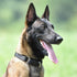 Hyhug Martingale Dog Collar Without Buckle: Anti Escape, No Slip Heavy-Duty Nylon for Medium Breeds (Black)