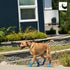 RC Pet Products Sporty PAWks Anti-Slip Dog Socks, Stylish and Functional Protective Socks for XX-Small Dogs