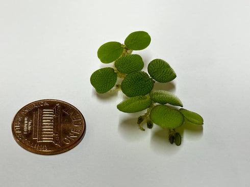 TMD Fishkeeping 24 Water Spangles (Salvinia Minima), Live Aquarium/Aquatic/Floating/Pond/Beginner Plant NO Snail by
