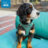 Best Pet Supplies Reflective No Pull Harness for Small, Medium Dogs, Cats - All Weather Mesh, Turquoise 2-Tone, XL