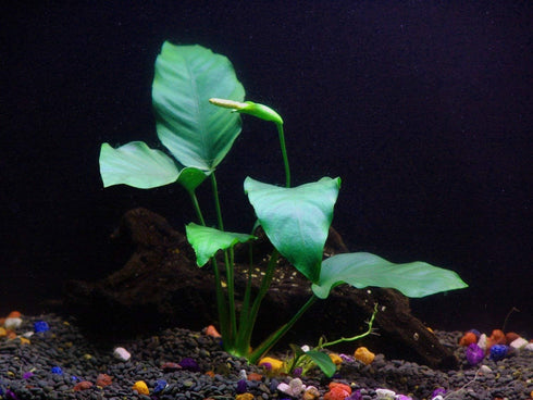 6 Rooted Live Aquarium Plant Bundle - Easy Species | Snail Free Guaranteed
