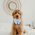 Adjustable Pet Bow Tie and Dog Collar for Small Medium Large Dogs, Cute Lady Bow and Dog Collars, Blue Polka Dots, Large