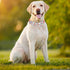 Soft & Comfy Dog Collar with Bow: Detachable Adjustable Bow Tie Collar for Small Medium Large Dogs (S, Orange)