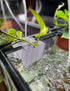 joqepy 2 3-Hole Pk Upgraded Aquarium Plant Holder, Hanging Aquarium Plant Holder with Clip, Suitable for Fish Tank