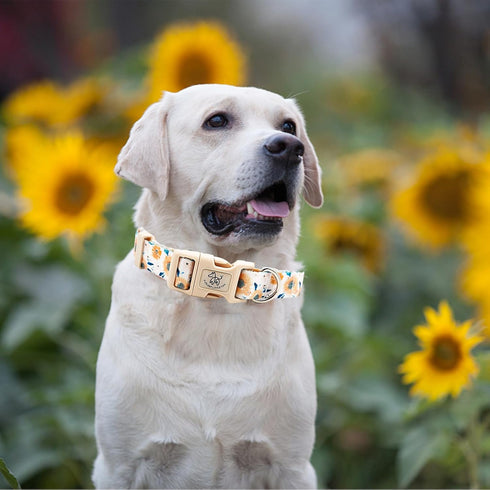 Elegant little tail Dog Collar with Leash, Sunflower Print Adjustable Collar for Small Medium Large Dogs, Soft Puppy
