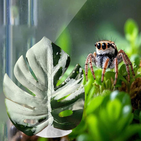 Generic Reptile Jumping Spider Toy, Realistic Leaf Shape Hermit Crab Accessory, Spider House Decor for Terrarium
