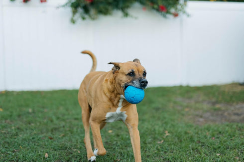 4" Jolly Pets Mini Jolly Soccer Ball; Floating-Bouncing Dog Toy; Ocean Blue