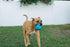 4" Jolly Pets Mini Jolly Soccer Ball; Floating-Bouncing Dog Toy; Ocean Blue