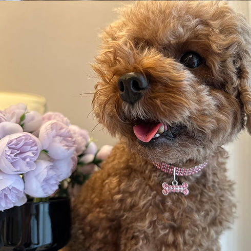 Rhinestone Pet Collar - Sparkling 3 Rows Crystal Diamond Adjustable Wedding Collar, Puppy Girl Bling Necklace for Small