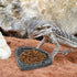 Reptile Bowls, 2 Pcs Feeding Dish with Clamp & Shovel, Resin Rock Water & Food Bowls for Reptiles