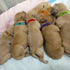30 Pcs Double-Sided Soft Adjustable Puppy Whelping Collars, ID Bands for Newborn Pet Dogs and Cats in 15 Colors (XL)
