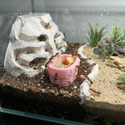 DQITJ 6 Pcs Jumping Spider Water Bowl Food Dish Micro Basket Decor for Hermit Crab Tarantula Snail Millipede Small