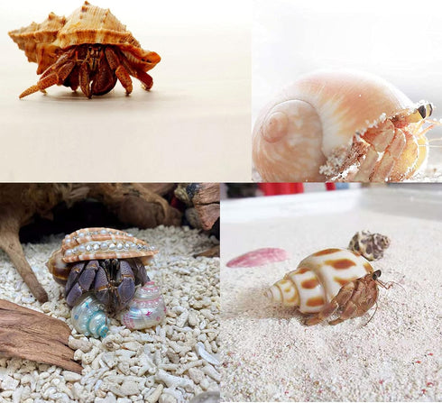 8PCS Medium to Large Hermit Crab Shells, Natural Decoration Supplies with 1"-2" Opening Size