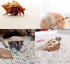 8PCS Medium to Large Hermit Crab Shells, Natural Decoration Supplies with 1"-2" Opening Size