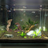 Hamiledyi 10 PCS Natural Driftwood Branches for Fish Tank Habitat Decor, Sinkable Reptile Tree Log Decorations