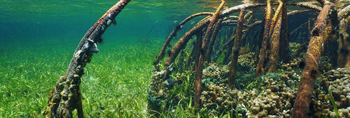 Galápagos (05410) Aquarium Background Clings, 10.125" x 30", Mangrove