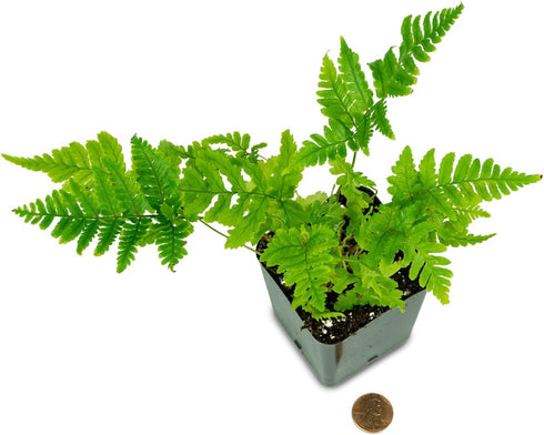 Brilliance Mini Ferns Terrarium Plants by Sprig & Stone