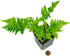 Brilliance Mini Ferns Terrarium Plants by Sprig & Stone