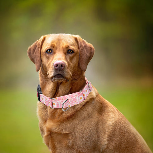 Pink Martingale Dog Collar with Daisy Flowers for Small Medium Large Dogs, Girl Dog Collars with Quick-Release Buckle
