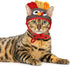 Rypet Cat Turkey Costume, Pet Turkey Hat Thanksgiving Apparel for Cats and Small Dogs