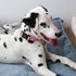 MR. CHUBBYFACE Flower Daisy Dog Collar - Spring Floral Soft Adjustable Pet Collar for Small Medium Large Dogs