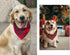 Christmas Plaid Dog Bandana with Button - Dual Layer Scarf Soft Cotton Triangle Bib for Small Medium Large Extra Large