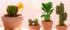 QuarenDen 4 Fake Reptile Plants, Desert Reptile Plants Succulent kit, Reptile Terrarium Decorative, Pcs, Faux Cactus