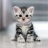 Weewooday 4 Pieces Rhinestones Cat Collars with Bell, Breakaway Pet Accessories in Soft Velvet, 4 Colors (S, Pink, Red,