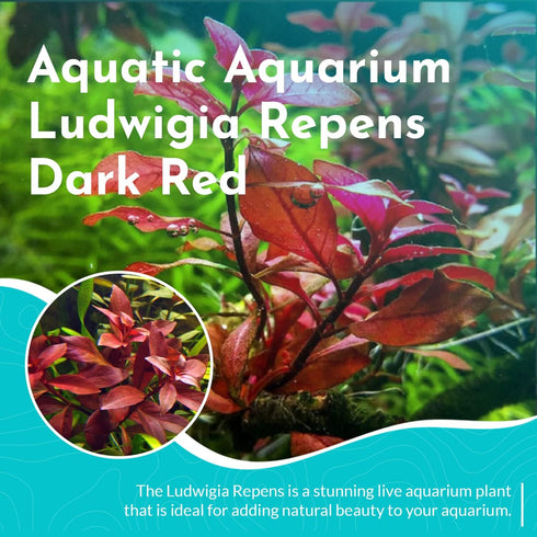 Summer Live Aquarium Ludwigia Repens Plants - Great Background for Fish - Long Lasting & Easy to Maintain - Suitable