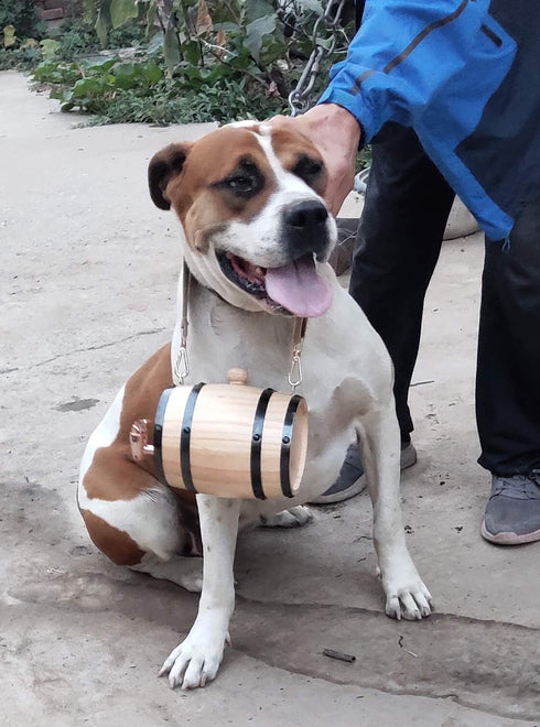 St Bernard Rescue Barrel Collar, Whiskey Barrel Ornament, 1/2 Liter Size Keg with Adjustable Hoops for Saint Bernard