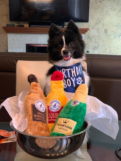 Dog Birthday Boy Bandana for Celebrating Your Pet's Special Day