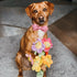 Elegant little tail Pink Colorful Dog Collar, Comfortable Adjustable Soft Bowtie Collar for Small Dogs