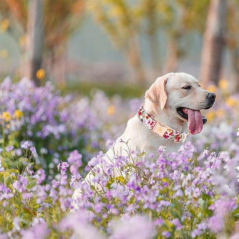 Elegant Little Tail Dog Collar, Pink Floral Print Durable Cotton Collar for X-Large Dogs with Metal Buckle
