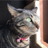 PetSoKoo Four-Leaf Clover Cat Collar with Bell, Breakaway Buckle, Cute Kitten Collar for Girl Boy Cat