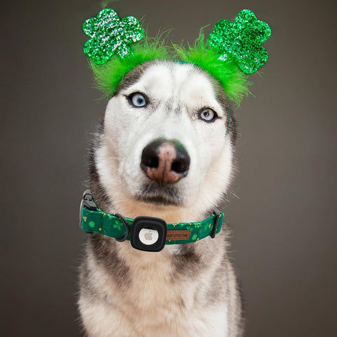 Elegant little tail St. Patrick's Day Dog Collar with Airtag Holder, Adjustable Cute Puppy Collar for Medium Dogs